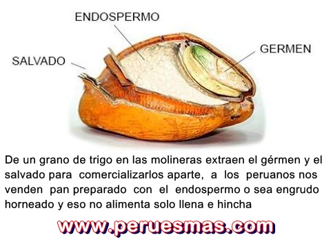 pan, engrudo horneado, germen, salvado, endospermo, mala nutricion, Peru